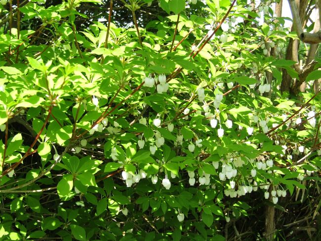 　岐阜市粟野の大龍寺でドウダンツツジが満開の時期を迎え、「ふんわり染まる白い春」と表現している。「寺の庭園や裏の注連山（しめやま）には、樹齢２００～３００年のドウダンツツジの木が約１２００本植えられ」ているとあり、ドウダンツツジはブッシュではなく、木のようだ。<br />　ドウダンツツジは実家の山に自生していた。米俵のような形で白い花の先が開いている。麓に小川が流れ、その山裾の傾斜が緩い場所だ。実家の山は雑木や杉の木などの林になっているのに、ここの2、30坪は木も生えずドウダンツツジのブッシュになっていた。この山の水辺にはピンクの八重椿も見られ、小学生の頃からこのドウダンツツジもご先祖が植えたものであろうと思っていた。また、この辺りの山ではここ以外ではドウダンツツジの自生地は見掛けなかった。皆、別のツツジばかりであった。しかし、これはドウダンツツジの自生地であろう。<br />　この半世紀に渡ってドウダンツツジを見れば気が付いて来たが、自生するものはなく、庭や垣根に植えられているものばかりだった。<br />　しかし、この大龍寺のドウダンツツジはブッシュというよりは小山のようにも見える。樹齢云々と言っているからブッシュではなく木なのか？雪国ではドウダンツツジにしても椿にしてもブッシュで木にはならない。<br />　そんなことを思っていたら、偶然というか、今日、そのドウダンツツジが1本植えられている場所があった。根元から少し上の方で枝分かれしているが、確かにブッシュではなく、低木である。そのドウダンツツジが樹齢200年～300年になったらどのようになるのかは想像は出来ないが、さぞや見ごたえがあるであろう。<br />（表紙写真は満開のドウダンツツジ）<br />