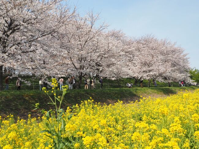 2021年のお花見は東京都の井の頭公園と埼玉県の権現堂桜堤に出かけてきました。<br /><br />どちらも新型コロナの影響で、公園内の桜の下でレジャーシートを広げての飲食は禁止となっており、歩きながらのお花見でした。その分静かに桜を楽しめて良かったと思います。<br /><br />2021年3月25日　井の頭公園<br />2021年3月27日　権現堂桜堤