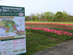 チューリップフェア  !  馬見丘陵公園