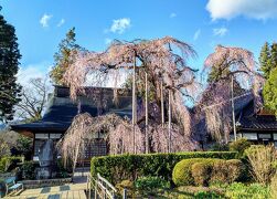 甲斐・駿河の桜(その2)