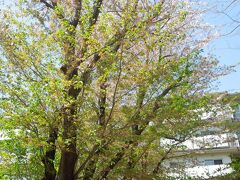 満開を過ぎた西鶴ケ岡公園の桜と風景