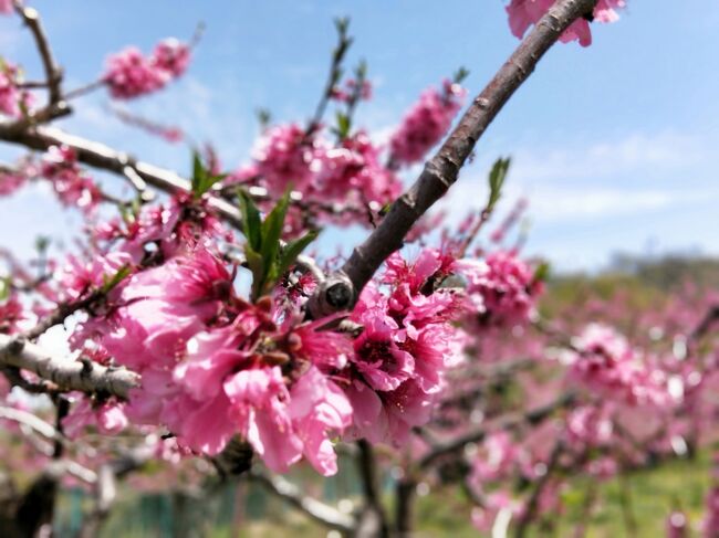 遠出ができない昨今、隣県の山梨県笛吹市へ桃見物に行ってきました。桃の花は桜よりも色が濃いので華やかですね！<br /><br />15年前の同じ日に行ったときは早すぎて見られなかったのに、今年はもうピークも終わりを迎えるところでした。笛吹市　桃源郷　などのキーワードで検索すると、いろいろ出てくるので、見頃の時期など最新情報をチェックするとよいと思います。<br /><br />15年前の旅行記はこら→https://4travel.jp/travelogue/10060948