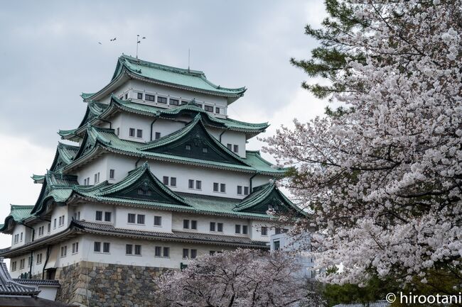 今年は、桜の開花が週の間にあり、また週末の天気に恵まれなかったので、例年のように多くの場所を回って桜の撮影ができませんでした。ただ、コロナでほとんど撮影ができなかった昨年よりは少しはマシな状態。<br />うまく、満開のタイミングで訪れることができたのは名古屋城。今年は、コロナ禍の人々を元気付けようと、名古屋城の金のシャチホコが地上に降ろされ、色々な場所で展示されます。金鯱のいない名古屋城の撮影となりました。