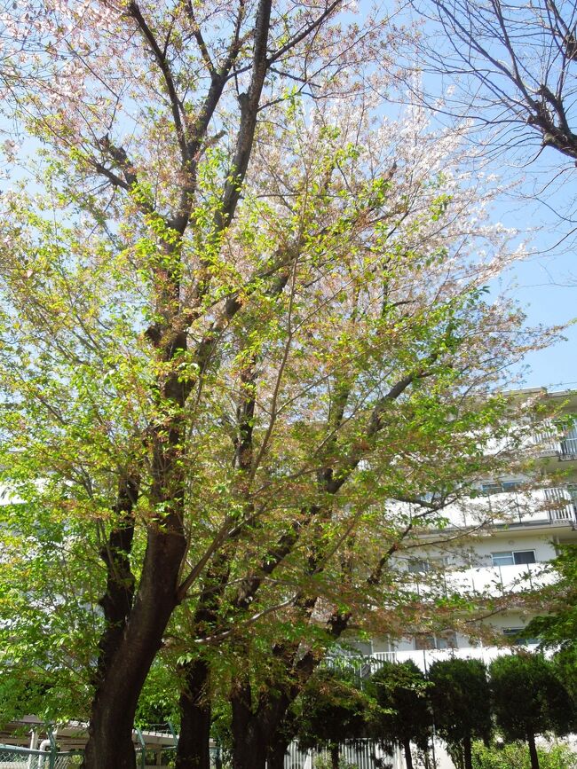 4月7日、午後0時半過ぎにふじみ野市にある西鶴ケ岡公園に立ち寄りました。　ソメイヨシノの桜は一週間前には満開でしたが、現在は葉桜になりつつあり、地面には白い花びらが積もっていました。　しかしながら、まだ花は見られました。　側にある花水木の花が咲いていて美しかったです。<br /><br /><br /><br />*写真は西鶴ケ岡公園の桜