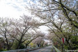 2021 鍋田川堤の桜並木