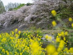 2021 山崎川四季の道の桜