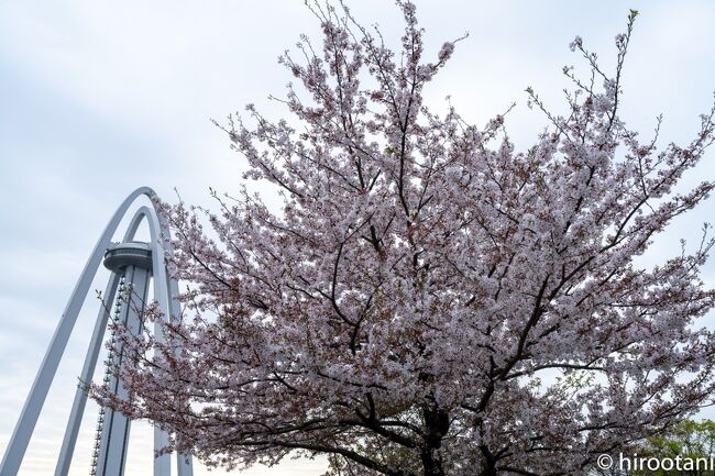 一宮市北方町から江南市草井まで約９キロにわたる木曽川堤防上に桜並木が植えられています。古いものは樹齢１００年を超えます。早咲きのヒガン桜、枝垂れ桜はすでに散っていましたが、ソメイヨシノは満開とのネットの情報を頼りにここを訪れました。<br />ただ、ここの見所は枝垂れ桜で、このタイミングでは少し遅かったかなと感じました。