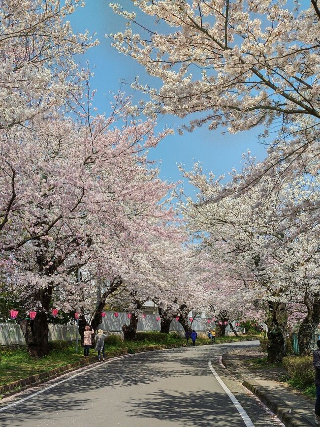 甲斐・駿河の桜(その3)