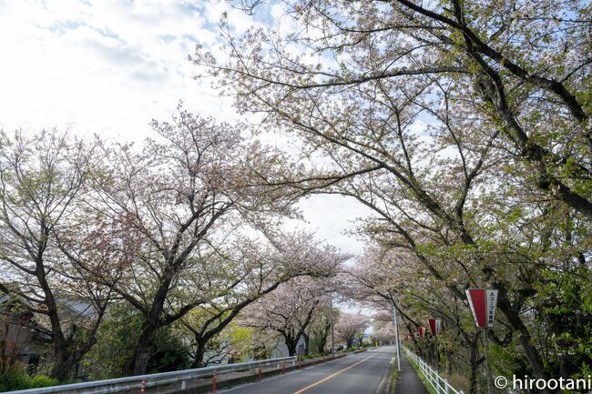 2021 鍋田川堤の桜並木