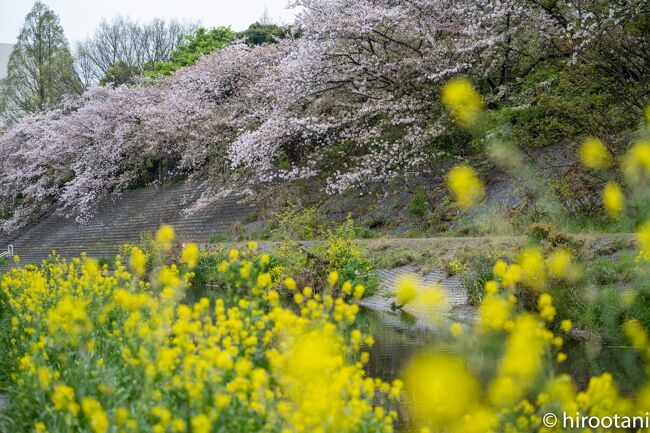 毎年訪れる山崎川四季の道の桜並木。日本桜名所１００選にも選ばれている名古屋の桜の名所。ここは、屋台とかが制限されているので、静かに花見を楽しむことができます。今年は、少し出遅れました。また、雨が少し降っていたため、いつもとは違って少し寂しげな桜道でした。