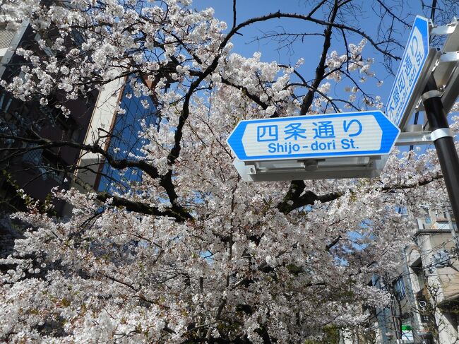 今年の京都の桜は開花が早いと聞いていたので、急に思い立って京都の桜見物へ行きました。街のいたるところ、観光名所等なども、どこもかしこも、桜、さくらで、その様は桜の園でした。