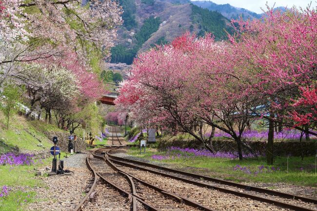 花桃のわたらせ渓谷鐵道で<br />にわか撮り鉄(o^^o)<br /><br />昔どこかで見たレトロな自販機食堂にトライ!<br /><br />更に花桃街道へ♪