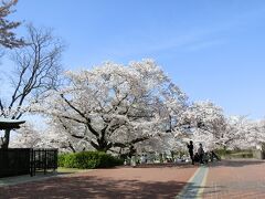 春の陽気に誘われて、大阪万博記念公園　自然文化園で「桜三昧のひと時」を過ごす。（2021）
