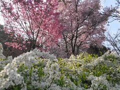 2021年京都の桜　その１～植物園と高瀬川、ときどき猫
