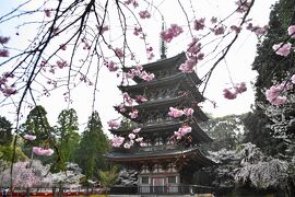 2021年京都の桜　その２～醍醐の花見