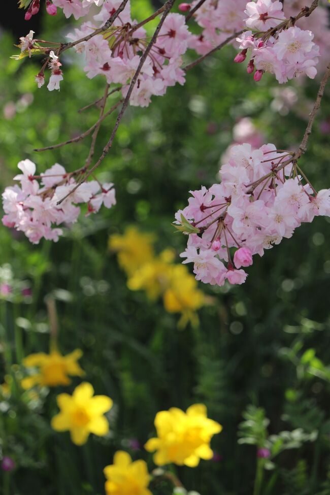 　2年連続コロナのため遠出ができないため近場の桜で桜めぐりです。