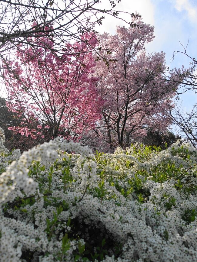 2021年3月の京都。昨年12月の予約で桜満開の時期を引き当てました。有名な桜の名所だけでなく、隠れたスポットや街なかの桜など、桜づくしを楽しみました。<br /><br />その１は、京都府立植物園から先斗町まで。花と食。<br />寺町通りで猫とお茶を、木屋町・先斗町でおいしいものを楽しみました。<br /><br />・新幹線で京都へ<br />・京都府立植物園<br />　　くすのき並木、ソメイヨシノの並木、半木神社、枝垂れ桜、アマギヨシノ、ユキヤナギなど<br />・先斗町　ばんからで夕食<br />・京都御所　近衛の桜と散り残りの出水の桜<br />・寺町通り<br />　　革堂の猫、村上開新堂でお茶、船はしやの猫<br />・木屋町通り<br />　　高瀬川の桜、十石船、木屋町弘で焼肉<br /><br />表紙写真は、京都府立植物園のユキヤナギと桜