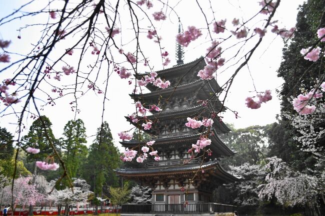 2021年京都の桜　その２～醍醐の花見