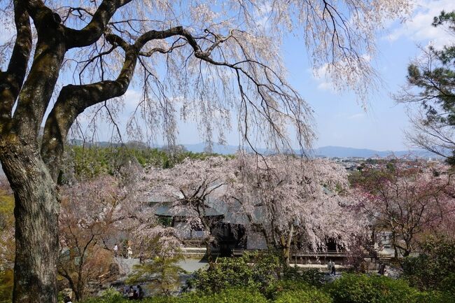 2021年3月の京都。昨年12月の予約で桜満開の時期を引き当てました。有名な桜の名所だけでなく、隠れたスポットや街なかの桜など、桜づくしを楽しみました。<br /><br />その３は嵐山。昨年は早すぎた、天龍寺百花苑の枝垂桜ごしに見る比叡山の絶景にようやく出会えました。天龍寺直営の篩月で精進料理も。その後、渡月橋へ。<br /><br />・地下鉄、嵐電を乗り継いで嵐山へ<br />・天龍寺<br />　　篩月で精進料理<br />　　曹源池庭園から多宝殿<br />　　百花苑の枝垂桜<br />・宝厳院から渡月橋へ<br /><br />表紙写真は、天龍寺百花苑の枝垂桜と比叡山