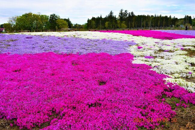 昨年は新型コロナ下で都内最大の『新荒川大橋緑地の芝桜』https://4travel.jp/travelogue/11618099　を見に行きましたが、今年は本日土曜日朝から、自宅からマイカーで1時間、千葉市若葉区の『富田さとにわ耕園』の芝桜を見に行ってきました。<br /><br />ここは今見どころの芝桜に加えて、『国営ひたち海浜公園』https://4travel.jp/travelogue/10880170 で知られるようになったネモフィラとの競演も見られます。<br />4月中旬が両方のコラボのいい時期らしいです。<br /><br /><br />千葉市富田都市農業交流センター富田さとにわ耕園<br />https://www.chibacity-ta.or.jp/spots/tomitatoshi-center