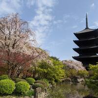 【京都】春の京都で桜巡り