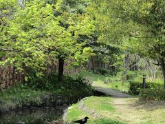 お散歩に行きます。川島ビオトープ（別山二号公園、さくら公園）の場所目指してです（２０２１年）