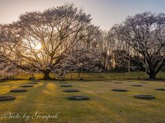 身近なところで一人花見　～天平の丘公園の薄墨桜～