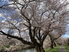 桜満開の太平川遊歩道を行く