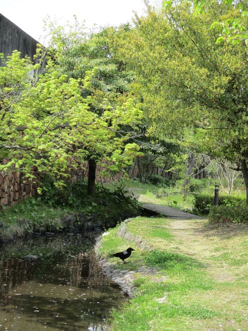 お散歩に行きます。川島ビオトープ（別山二号公園、さくら公園