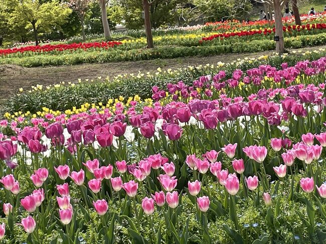 今年は桜の開花も早く ソメイヨシノは葉桜となっています。<br />春…といえば…花の季節。<br />その風情を楽しみたい…と色々探していると…近場で発見！<br />「馬見チューリップフェア」<br />お友達もご一緒してくださることになりました。<br />そして 翌日は ホテルから徒歩で…を考慮して<br />安倍の文殊さんに参る事に…。<br />では 行ってまいります！<br />