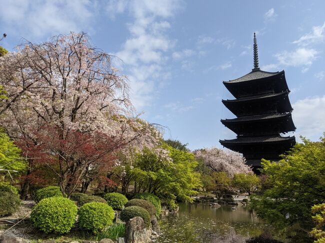 桜を見る為に、2泊3日で春の京都へ行ってきました。<br />桜は満開に近く、天候にも恵まれた為に印象深い旅行になりました。<br />訪れた場所は、東寺、金閣寺、平野神社、北野天満宮、渡月橋、三十三間堂です。<br />新幹線とホテルはJR東海ツアーズで手配しました。<br /><br />■旅程<br />　1日目　神奈川⇒京都<br />　　のぞみ87号 新横浜駅 11:10 ⇒ 京都駅 13:06<br />　2日目　京都<br />　3日目　京都⇒神奈川<br />　　こだま736号 京都駅 15:10 ⇒ 小田原駅 18:09<br /><br />■宿泊先<br />　・相鉄フレッサイン京都四条烏丸<br />