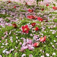 花より団子IN京都.。o○　天龍寺で綺麗な花々に癒されて♪ランチはパスタ＆ピザで大満足♪　2日目前編　嵐山へ Let's Go！！