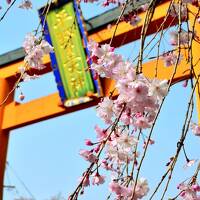 桜色に染まる京都＆奈良 Vol.3はんなり、うっとり、枝垂れ桜に恋する”京都”with milkちゃん