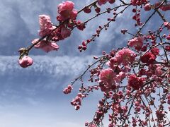 サクラサク？＊＊①笛吹の花桃＆三代校舎の桜～ようこそ、天空の楽園ホテルへ～