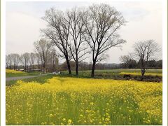 Solitary Journey［2058］牧歌的な景色が広がる七塚原高原、畑一面に菜の花♪があふれていた＆芝桜＜七塚原高原＞／広島県庄原市