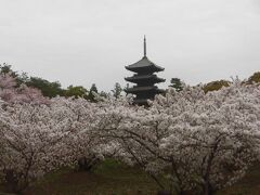 仁和寺特別展と金ぴかの金閣寺　