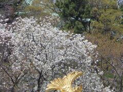 桜　名古屋市内