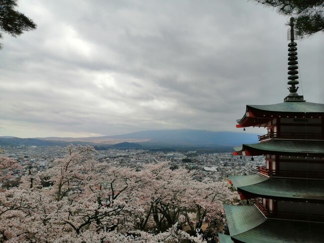 有名な桜と五重塔と富士山のコラボが見たくて、富士吉田の新倉山浅間公園に行ってきました。<br />昨年はコロナで立ち入り不可で、今年は対策しながら桜まつりを開催していました。予想よりも早く桜が満開になったのに合わせて予定を変更して、天気予報の晴れも確認して満を持して今年初めて行き、展望デッキは２時間も待ったのですが…絶景はお預けでした。富士山には「また来てね」と言われた感じでした。