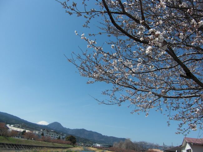 今年の春は例年になくとっても暖かいですよね～♪<br />こんなに気持ちいい季節になって来るとフットワークも軽くなります！<br />でもこんなに暖かいと温暖化の影響かしらんとちょっと心配・・・(-_-;)<br />私達の子ども時代は４月の入学式頃に桜の見頃でした。<br />しかし近年は桜も早くに咲いてしまい、時期が早まっているようです。<br />特に今年は１か月近く早くに咲いてしまっているようで・・・(-_-;)<br /><br />そんなわけで、あっという間に桜が満開になってしまって、慌ててお散歩がてら桜並木を見にお出かけしました！<br />１年前と場所は同じで申し訳ありませんが、見ていただければ嬉しいです♪<br />ちょっと散り始めて来ちゃってる・・・(*_*)