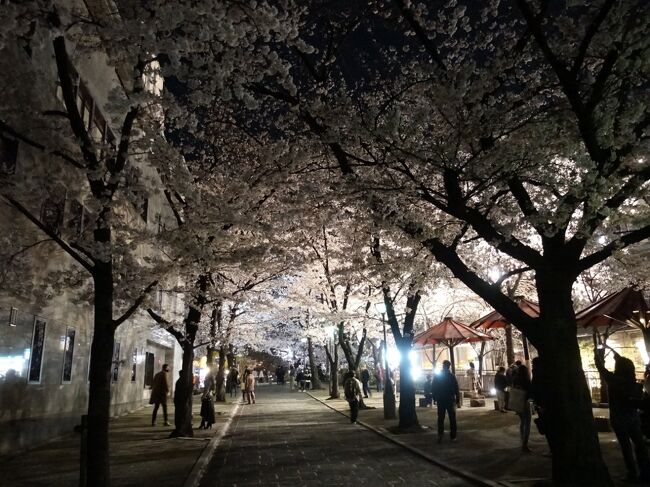 2021年3月の京都。昨年12月の予約で桜満開の時期を引き当てました。有名な桜の名所だけでなく、隠れたスポットや街なかの桜など、桜づくしを楽しみました。<br /><br />その４は祇園白川の夜桜とグルメ、そして方広寺の特別拝観。写真撮影は禁止でしたが、かつての大仏の1/10サイズの盧舎那仏や、大仏のかけらなどが展示されていました。<br /><br />・鴨川三条大橋から川端通へ<br />・祇園<br />　　新門前通と白川の桜<br />　　山玄茶で夕食<br />　　白川の夜景<br />・京阪電車で七条へ<br />　　耳塚<br />　　豊国神社<br />　　方広寺<br />・祇園に戻って、いづ重で昼食<br /><br />表紙写真は、祇園新門前通の夜桜
