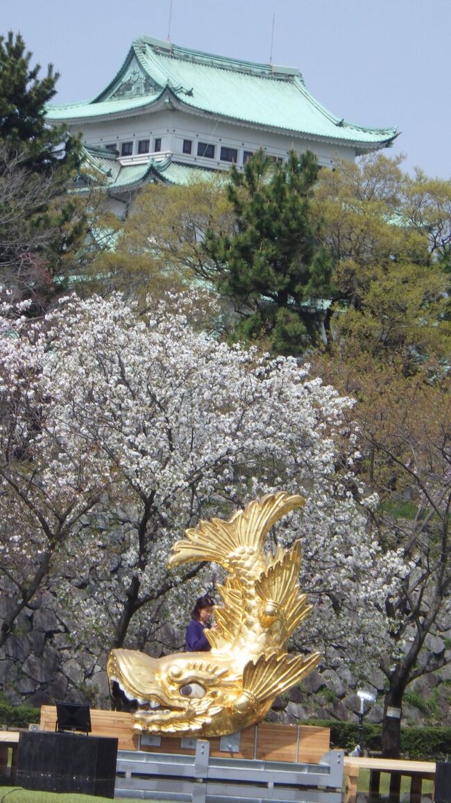 守山区の東谷山フルーツパークにシダレ桜を見に、名古屋市の西端から東端まで２３Km走り到着。帰路、名古屋城のシンボル金鯱が地上に下ろされ、二ノ丸広場で一般公開最終日でしたのでお花見がてら行きました。ついでに庄内緑地公園にもより最後の花見を楽しんできました。