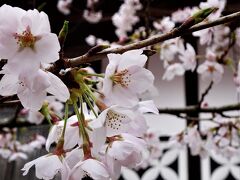 旧(出雲)街道の古木を愛でる