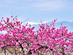 桃 の 花