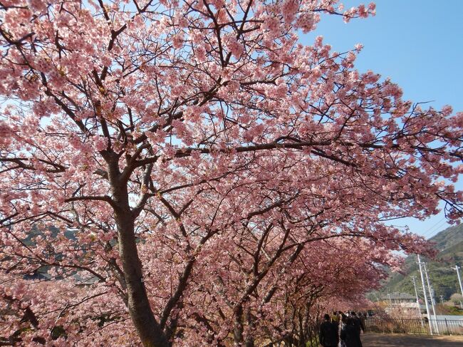 2021年2月20日(土)~2月22日(月)2泊3日<br />伊豆熱川温泉、稲取、河津旅行<br /><br />2/20(土) 1日目 <br />熱川温泉へ向かう途中、湯河原の でランチ<br />熱川プリンスホテル泊<br /><br />2/20(日) 2日目<br />伊豆シャボテン動物公園<br />稲取銀水荘泊<br />ウェルカムドリンクがあり、チェックイン後16時までアルコール含めドリンク飲み放題<br /><br />2/21(月) 3日目<br />素戔嗚神社雛段飾り<br />雛のつるし飾り展示場「むかい庵」<br />河津桜