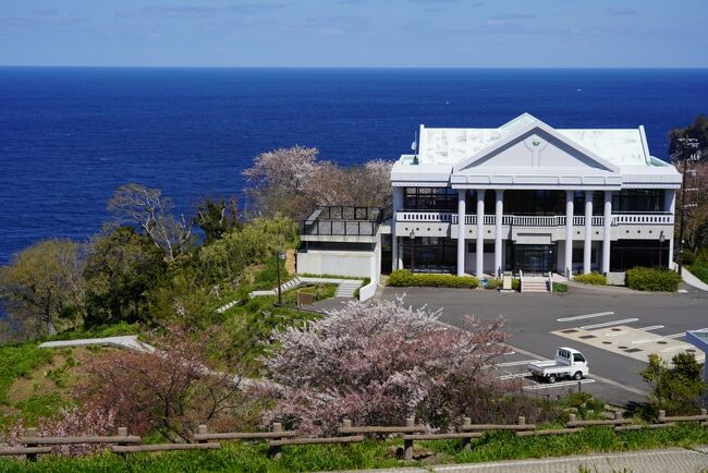 マイページ最後の空欄県 福井へ桜をもとめて。北なら少しは残っているかと越前岬~丸岡城~越前大野城と巡ってみた。ほぼ単なる城めぐりになった。