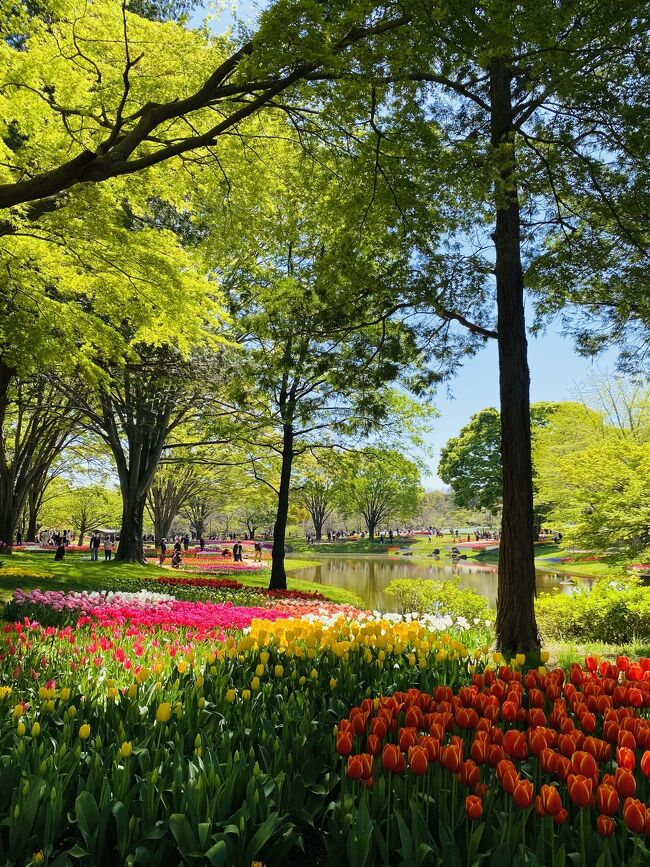 昭和記念公園にチューリップを見に行きました。ネモフィラを見て、チューリップを見て、菜の花を見て、広場でピクニックしてのんびりすごしました。