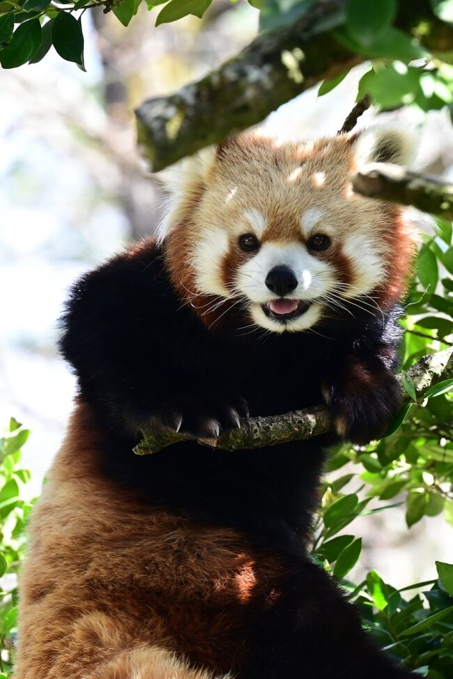 いしかわ動物園はよく考えられた素晴らしい園でした。現在世界中を混乱に落とし入れている厄災があらゆる事に波及しています。もちろん動物園も例外では無く手の消毒、マスクの着用、園内一方通行などの規則が取られています。正面ゲートから入り道の右側ばかり見ていたため肝心のレッサーパンダ舎を見逃してしまいました。レストランで地図を見て愕然としました。最初から地図を見て進めば、この様な事は無かったのですが後の祭りです。引き返せば近いけれど一方通行ルールがあります。ちびっ子の目があります、大の大人が違反をしてはいけないでしょう、半泣きで一周しました。良い運動になりました。