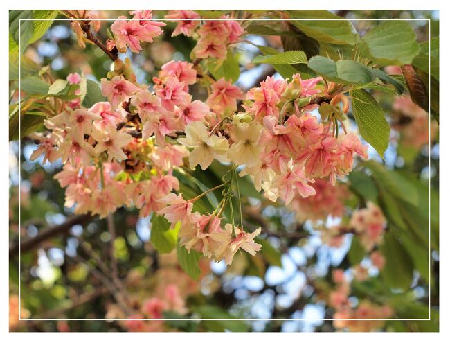 鬱金桜～七変化の妙♪