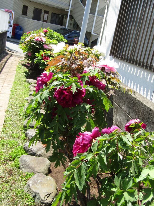 　路地に牡丹が植えられている場所を見付けた。牡丹には思い出のある私が30年余りに亘ってこの気が付かなかったことは不思議にさえ思える。しかし、この小路には色とりどりの花の牡丹が一列に植えられている。ただし、黄色の花の牡丹はない。この奥には住宅があり、自宅への小路を片側に牡丹を植えて、日常生活に支障をきたしているかも知れない。しかし、よほどの牡丹好きなのだろう。<br />　牡丹の花の咲いている時期は非常に短く、花持ちしない牡丹の花は切り花として花屋さんの店頭に並ぶことはない。牡丹好きなら五年に一度は見たいと思うであろうが、それを実現する方法が自宅に牡丹を植えて開花の短い時期を楽しむということなのだろう。<br />（表紙写真は牡丹の路地）