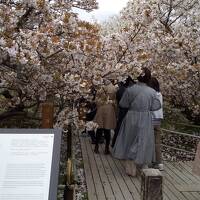 令和3年コロナに負けず京都・奈良の桜の下を歩きたい！その1、仁和寺編（2021年4月5日、5泊の旅）